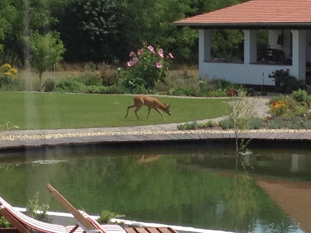 Deak Udvarhaz Hotel Kakucs Esterno foto